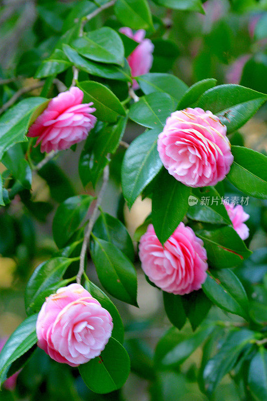 山茶花/日本山茶花花:红色，粉红色和白色